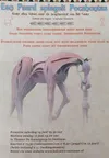 een paard spiegelt pocahontas logo