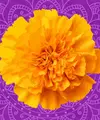 Logo von The Best Exotic Marigold Hotel