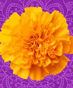 The Best Exotic Marigold Hotel logo