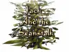 Jack and the Beanstalk logo